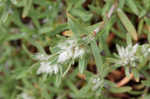 Silver nailwort